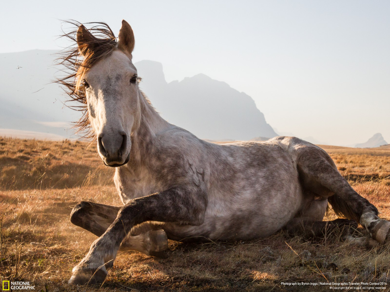 Illustration for article titled Wow, the winners of the National Geographic Photo Contest are unreal